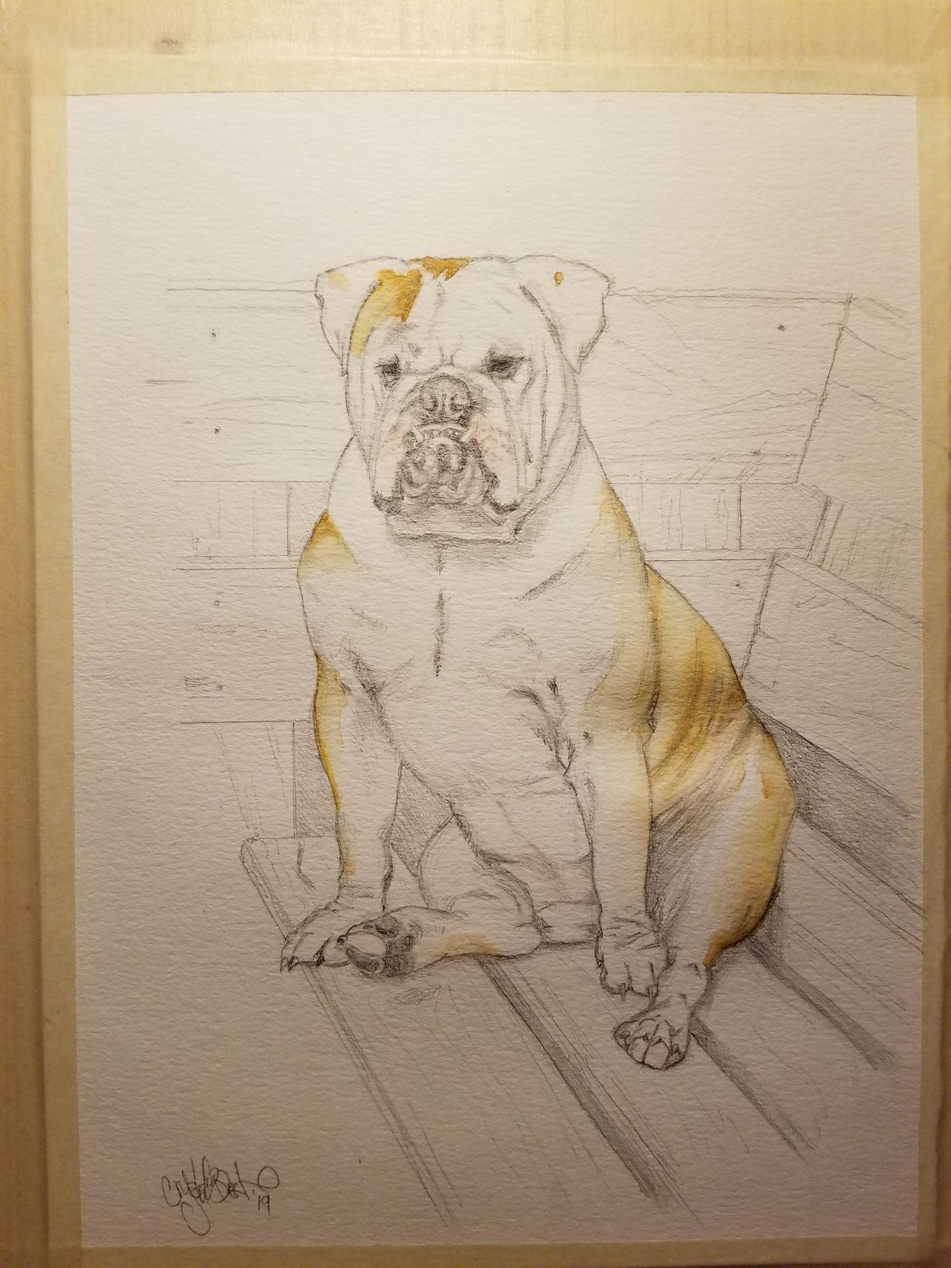 Bulldog